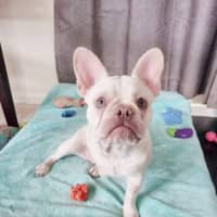 Photo of 🧚‍♀️pixie🧚‍♀️