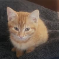 Photo of Michaelanglo