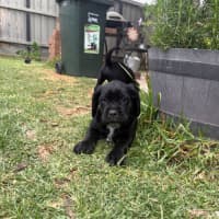 Photo of Sadies Litter