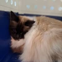 Photo of Kenny Rogers