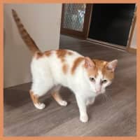 Photo of Marmalade