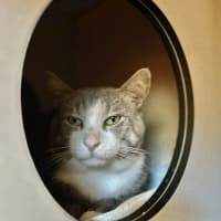 Photo of Miso