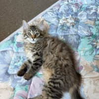 Photo of Jive
