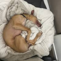 Photo of Fawny