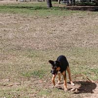 Photo of Sheba