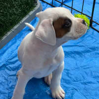 Photo of Gunner 🐶🕶️