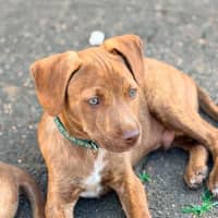 Photo of Buckley