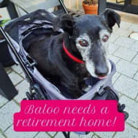 Photo of Gentle Senior Baloo 