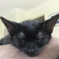 Photo of Tar