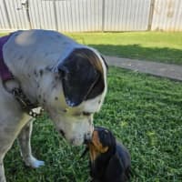 Photo of Roxie And Penny