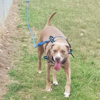 Photo of Bonnie   7 Year Old Ridgeback X