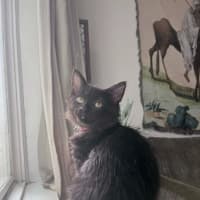 Photo of Huckleberry