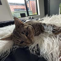 Photo of Bandit Meet Me At Petstock Keysborough Store