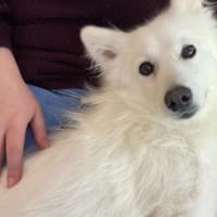 Photo of Honey