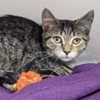 Photo of Merry Go Round