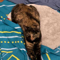 Photo of Dara   In Foster Care In Brunswick