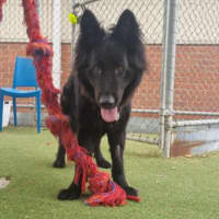 Photo of Stella