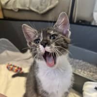 Photo of Misty