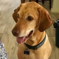 Photo of Roland   6 Year Old Labrador X Vizsla (On Trial)