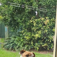 Photo of Mack   11 Month Old Australian Bulldog (On Trial)