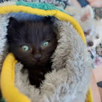 Photo of Benji (Female)