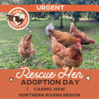 Photo of Rescue Hens