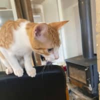 Photo of Tabasco (Located 60kms North Of Melb Cbd)