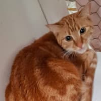 Photo of Bailey   Reduced Adoption Fee 