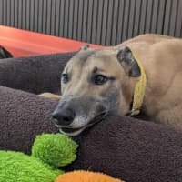 Photo of Sid, The Greyhound