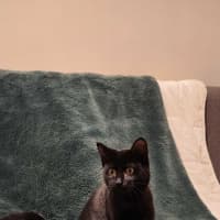 Photo of Petunia