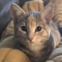 Photo of Peanut