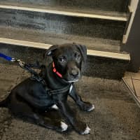 Photo of Loki   8 Week Old Staffy X (On Trial)