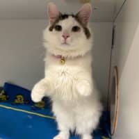 Photo of Pickles