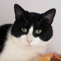 Photo of Oreo Sta012372