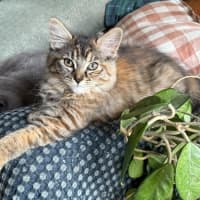 Photo of Snickers ** 2nd Chance Cat Rescue**