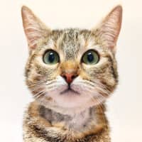 Photo of Jellycat