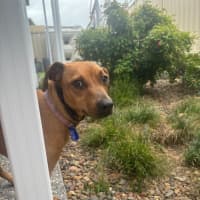 Photo of Gracie   2 Year Old Mixed Breed