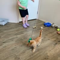 Photo of Blaze  Meet Me At Pet Stock Chelsea