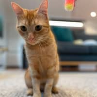 Photo of Mango   In Foster Care In Macleod