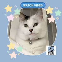 Photo of Estelle ^^Dandy Cat Rescue^^