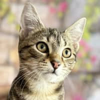 Photo of Bay  In Foster Care In Greensborough