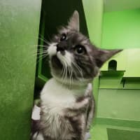 Photo of Ollie