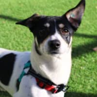 Photo of Coco