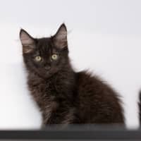 Photo of Gremlin