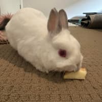 Photo of Calypso & Anna Bella 