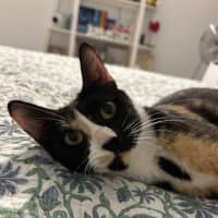 Photo of Dotti