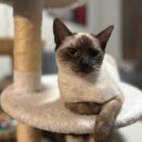 Photo of Jemina   Ragdoll Cross