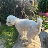 Photo of Marshall   1 Year Old Bichon X Poodle
