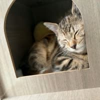 Photo of Aries & Velcro