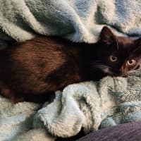 Photo of Gretel 